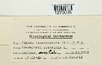 Pustula tragopogonis image