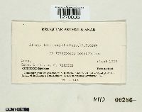 Pustula tragopogonis image