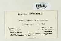 Pustula tragopogonis image