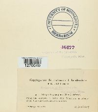 Pustula tragopogonis image