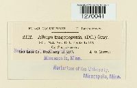 Pustula tragopogonis image