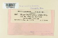 Pustula tragopogonis image