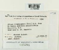 Pustula tragopogonis image