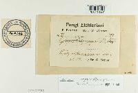 Pustula tragopogonis image