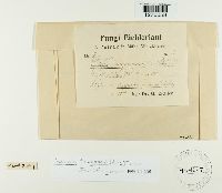 Pustula tragopogonis image