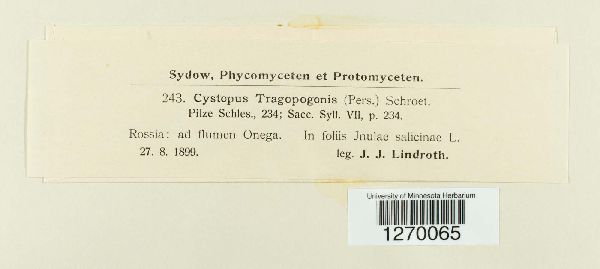 Pustula tragopogonis image