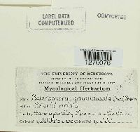 Sclerospora graminicola image