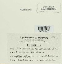 Sclerospora graminicola image