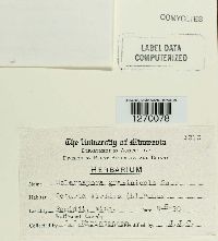 Sclerospora graminicola image