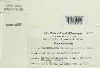 Sclerospora graminicola image