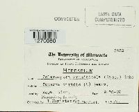 Sclerospora graminicola image