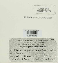 Media resource of Plasmodiophora alni