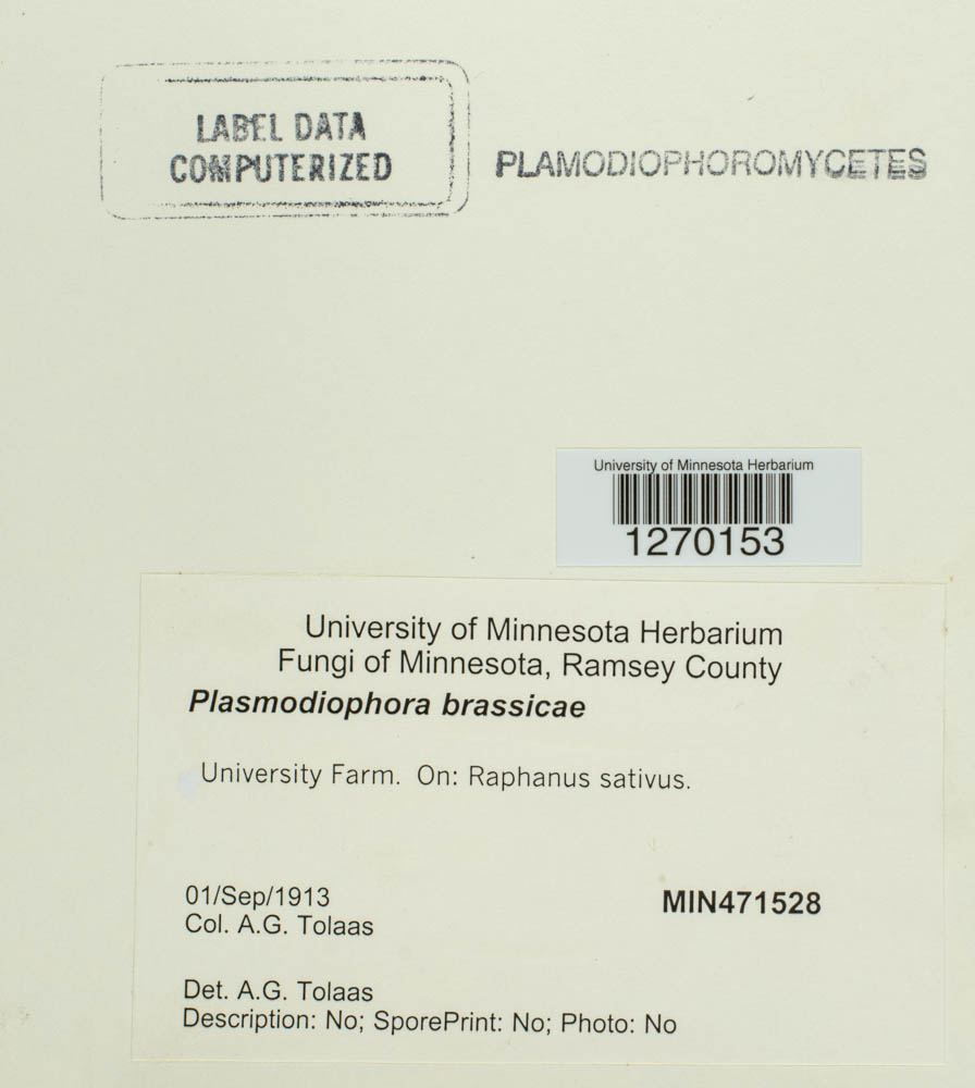 Plasmodiophora brassicae image