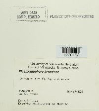 Media resource of Plasmodiophora brassicae