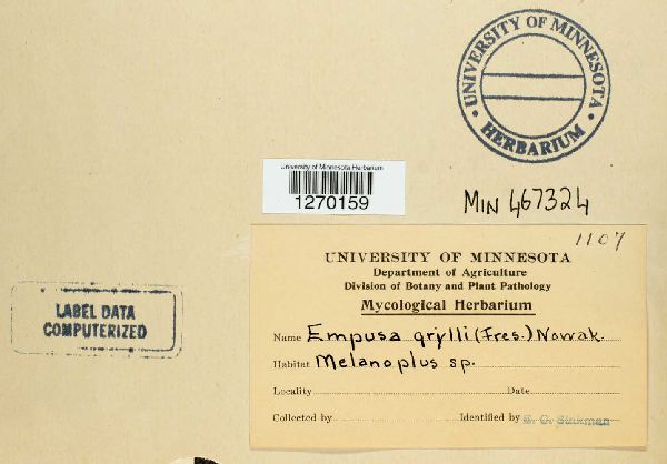 Entomophaga grylli image