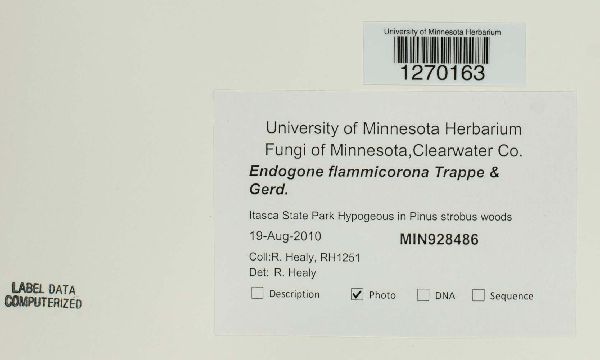 Endogone flammicorona image