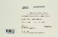 Endogone flammicorona image