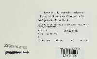 thumbnail image of current specimen