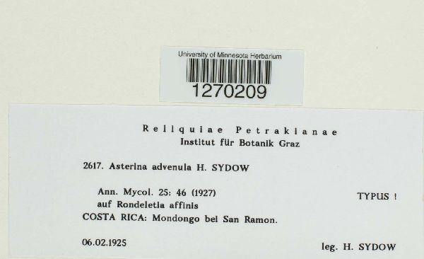 Asterina advenula image