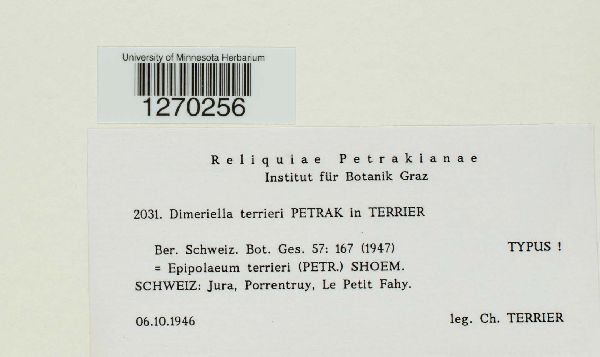 Dimeriella terrieri image