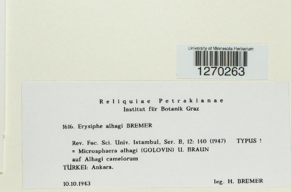 Erysiphe alhagi image