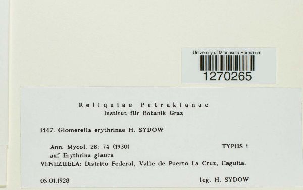 Glomerella erythrinae image