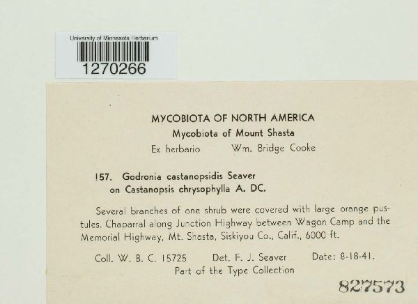 Coccomyces castanopsidis image