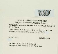 Hirsutella minnesotensis image