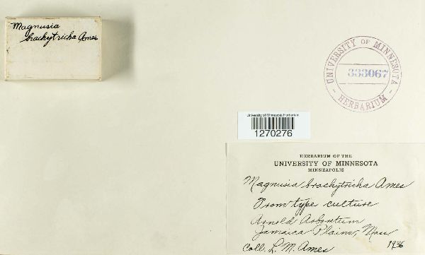 Magnusia brachytricha image