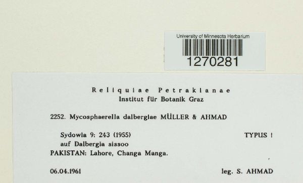 Mycosphaerella dalbergiae image
