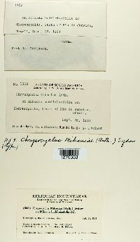 Chrysocyclus mikaniae image