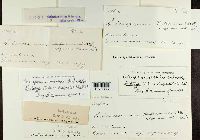 Coleosporium viguierae image