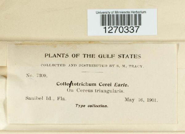 Colletotrichum cerei image