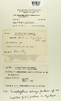 thumbnail image of current specimen