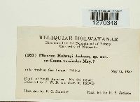 Image of Mimema holwayi