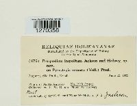 Prospodium impolitum image