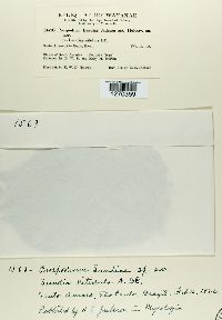 Image of Prospodium lundiae