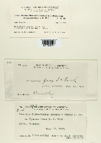 Puccinia flavovirens image