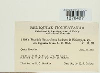 Puccinia flavovirens image