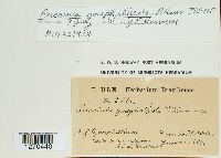 Puccinia gnaphaliicola image