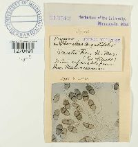 Puccinia malvacearum image