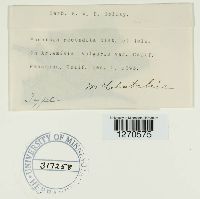 Puccinia recondita image