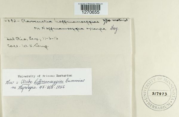 Ravenelia hoffmannseggiae image