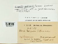 Media resource of Maravalia palaquii