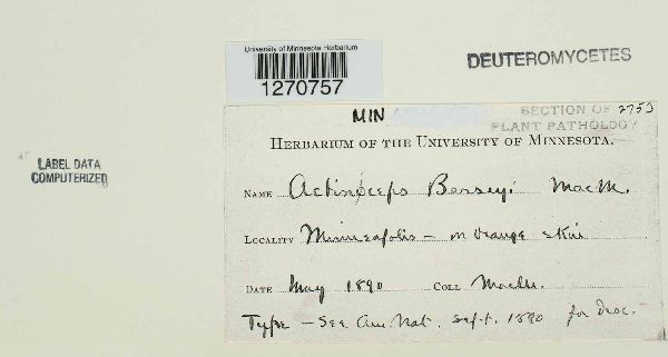 Actiniceps besseyi image