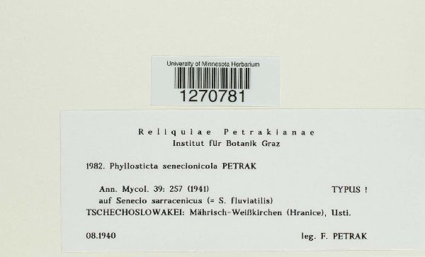 Phyllosticta senecionicola image