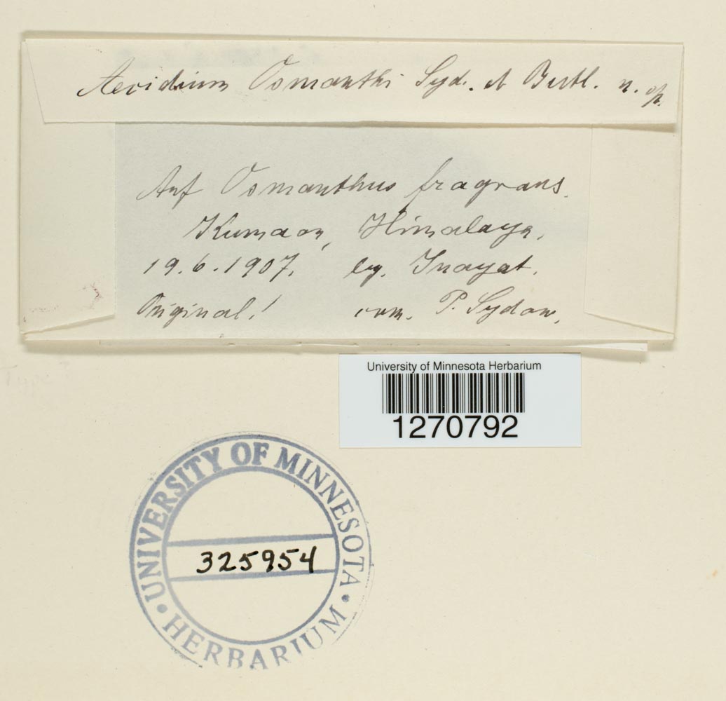 Aecidium osmanthi image