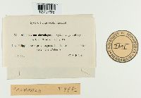 Aithaloderma clavatisporum image