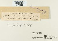 Ascochyta convolvuli image