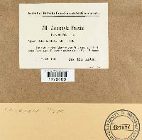 Ascochyta fraxini image